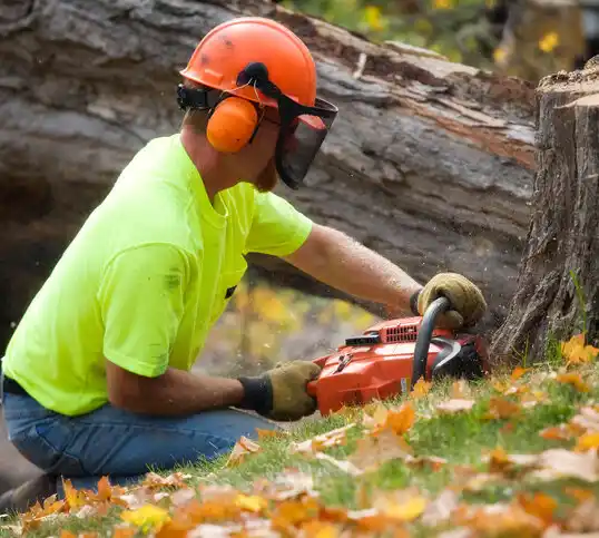 tree services Alba